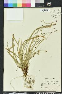 Carex austrocaroliniana image