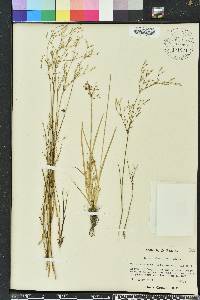 Juncus pelocarpus image