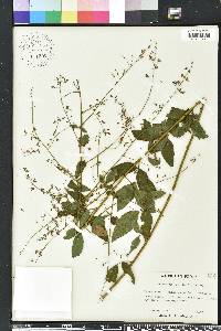 Desmodium marilandicum image