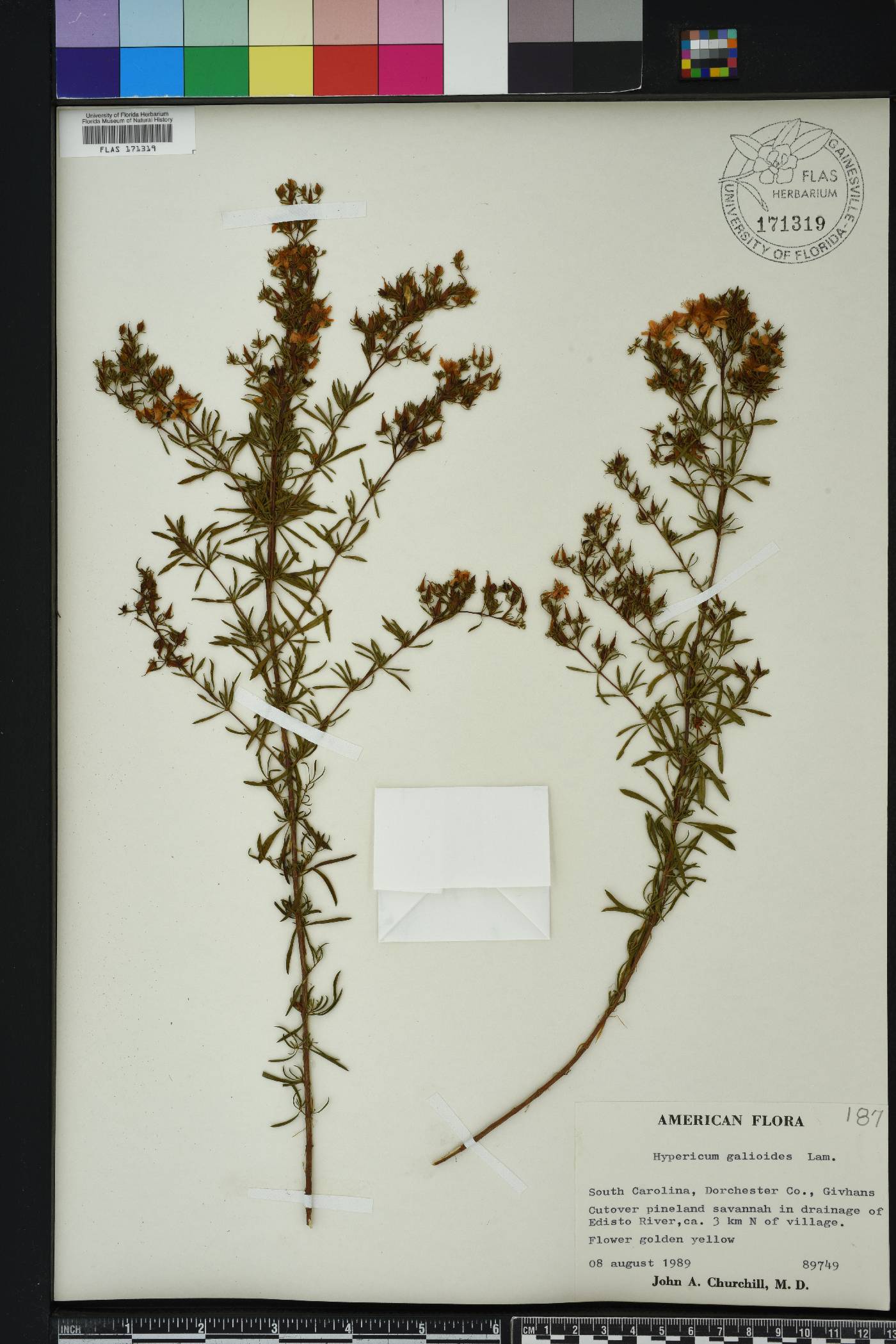 Hypericum galioides image