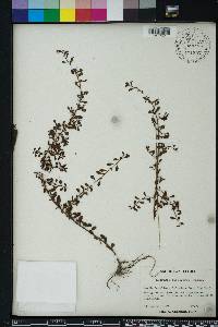 Ludwigia microcarpa image