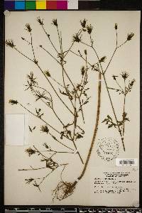 Bidens bipinnata image