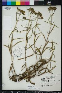 Flaveria linearis image