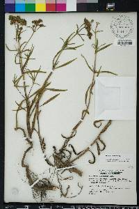 Flaveria linearis image