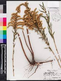 Solidago leavenworthii image