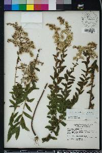 Solidago odora var. chapmanii image