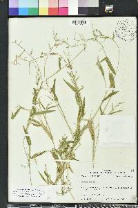 Urochloa ramosa image