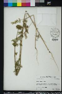 Daucus pusillus image