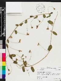 Stylisma humistrata image