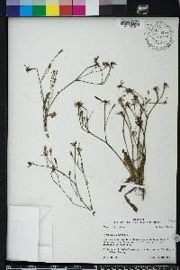 Hypochaeris glabra image