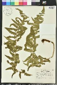 Dryopteris ludoviciana image