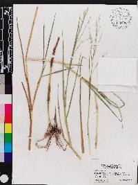 Panicum repens image