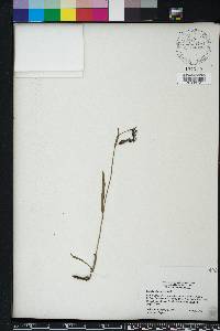 Lobelia glandulosa image