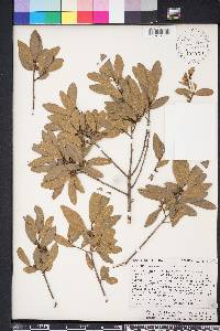 Quercus hemisphaerica image