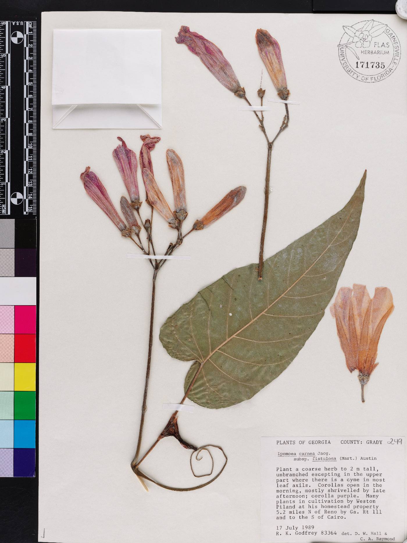Ipomoea carnea subsp. fistulosa image