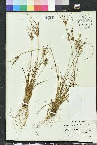 Cyperus ovatus image