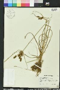 Cyperus ovatus image