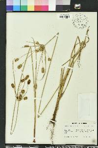 Cyperus ovatus image