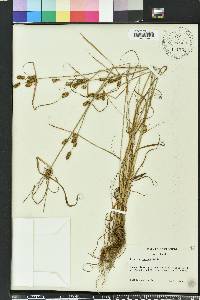 Cyperus ovatus image