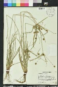 Cyperus retrorsus image