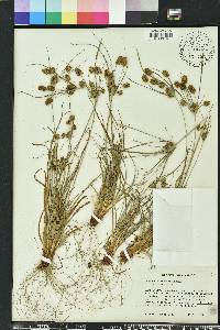 Cyperus retrorsus image