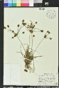 Cyperus retrorsus image