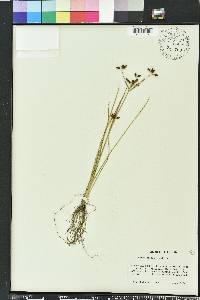 Rhynchospora nitens image