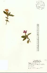 Ruellia dipteracanthus image