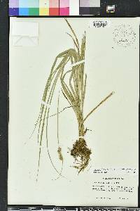 Carex fissa image