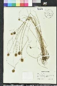 Cyperus filiculmis image