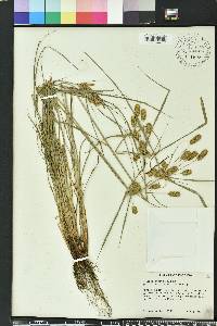 Cyperus ovatus image