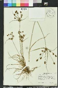 Cyperus retrorsus image