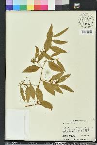 Smilax smallii image