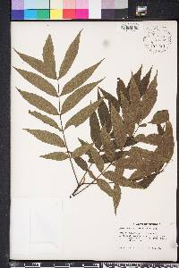 Carya aquatica image