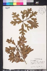 Quercus margarettae image