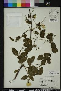 Clematis reticulata image