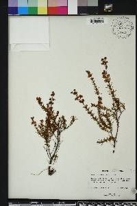 Hypericum reductum image