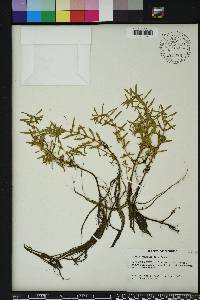 Rotala ramosior image