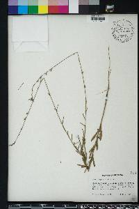 Oenothera simulans image