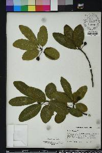 Nyssa sylvatica var. biflora image