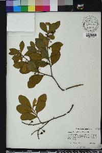 Lyonia ferruginea image