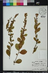 Lyonia fruticosa image