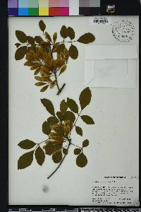 Fraxinus caroliniana image