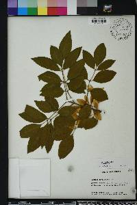 Fraxinus caroliniana image