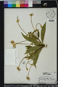 Clerodendrum indicum image