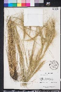 Aristida spiciformis image