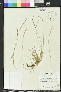 Eremochloa ophiuroides image