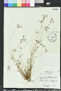 Bulbostylis ciliatifolia image