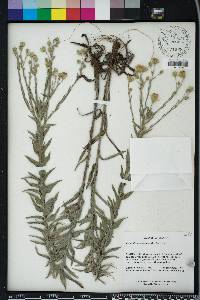 Pityopsis graminifolia image