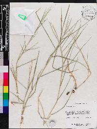 Panicum repens image